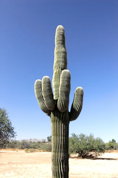 Cacto Saguaro (Carnegiea gigantea) — Fotografia de Stock