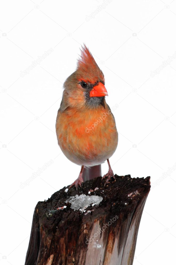 Isolated Cardinal On A Stump