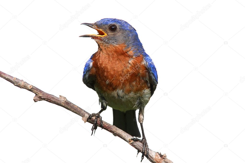 Isolated Bluebird On A Stick