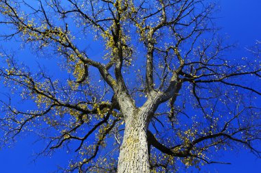 Mavi gökyüzü karşı ağaç düşmek