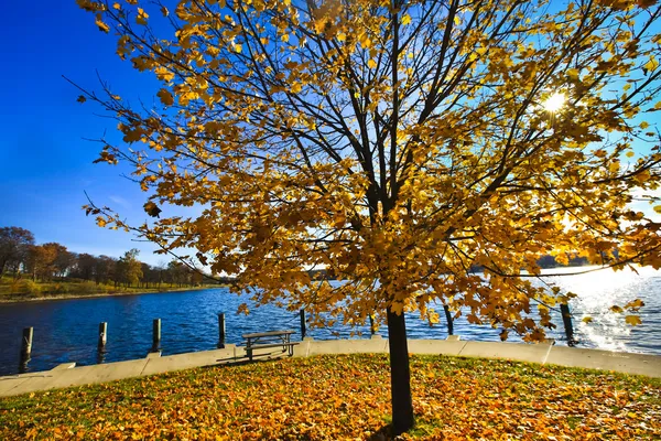 stock image Fall tree near a lake