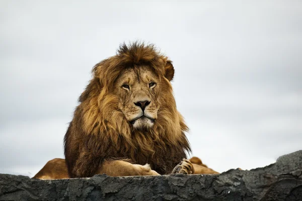 Vildsint lejon — Stockfoto