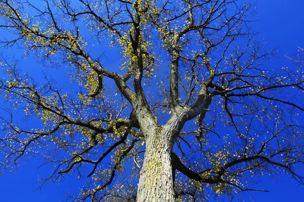 stock image Fall tree against a blue sky