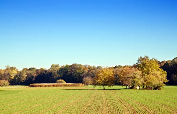 Сельский, осенний пейзаж — стоковое фото