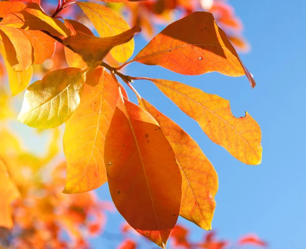 Czerwony żółty jesienią liście na tle błękitnego nieba — Zdjęcie stockowe