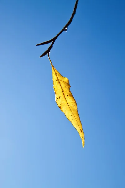 Feuilles d'automne jaunes sur fond bleu ciel — Photo