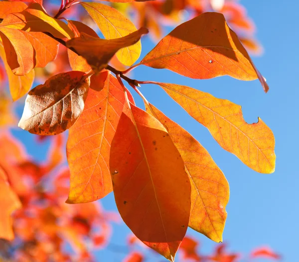 Hojas de otoño amarillo rojo sobre fondo azul del cielo — Foto de Stock