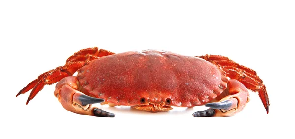 Crabe rouge sur fond blanc — Photo