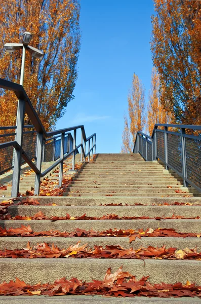 Escaleras con hojas de otoño en un día soleado . — Foto de Stock