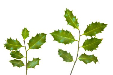 Holly leaves isolated on a white background clipart