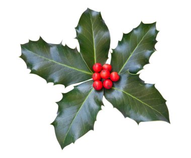 Holly leaves and berries isolated on a white background clipart