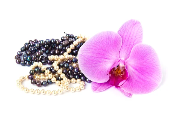 Orchid with a pearl necklace. — Stock Photo, Image