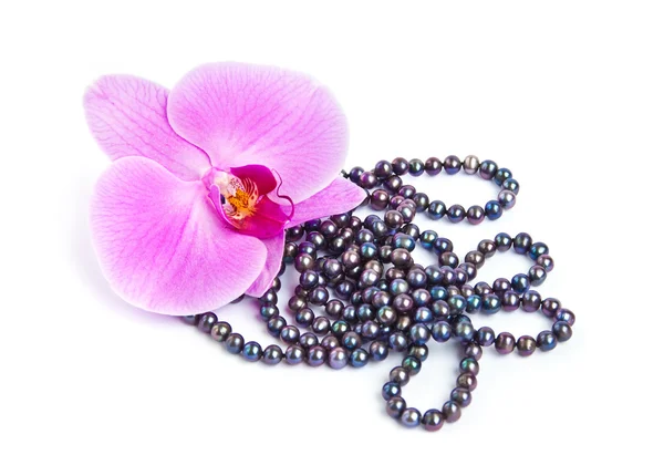 Orchid with a pearl necklace. — Stock Photo, Image
