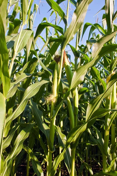 Mais auf dem Maiskolben im Maisfeld. — Stockfoto