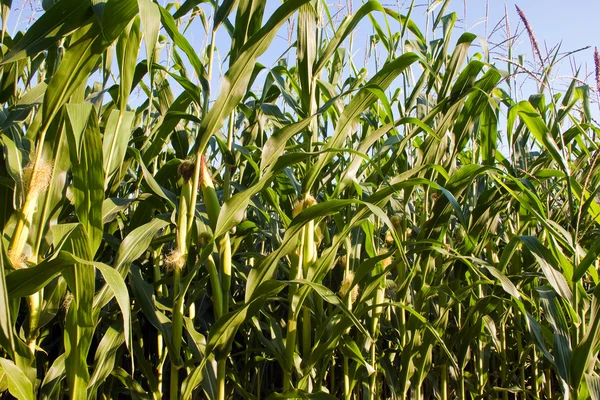 Maíz en la mazorca en el campo de maíz . —  Fotos de Stock
