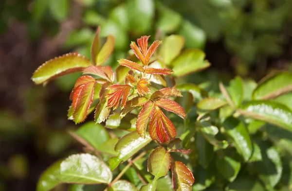 stock image Rosebush.