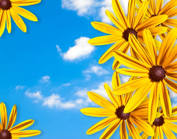 Frame of yellow flowers against the blue sky — Stock Photo, Image