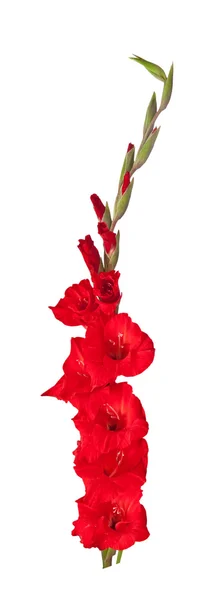 Gladiolus flower isolated on white background — Stock Photo, Image