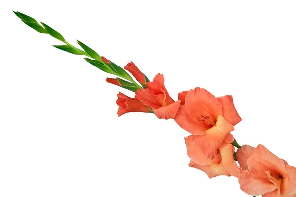 Gladiolen-Blume isoliert auf weißem Hintergrund — Stockfoto
