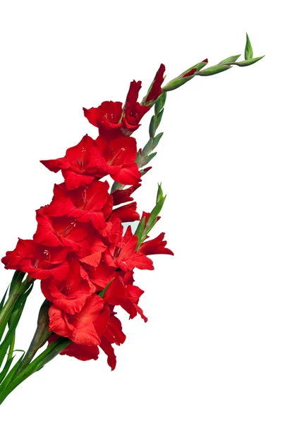Gladiolen-Blume isoliert auf weißem Hintergrund — Stockfoto