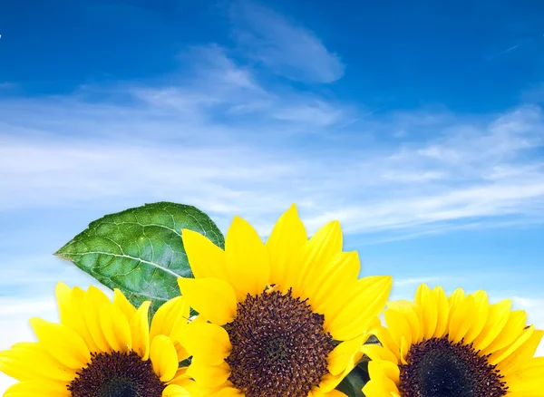 Sunflower on background of blue sky — Stock Photo, Image