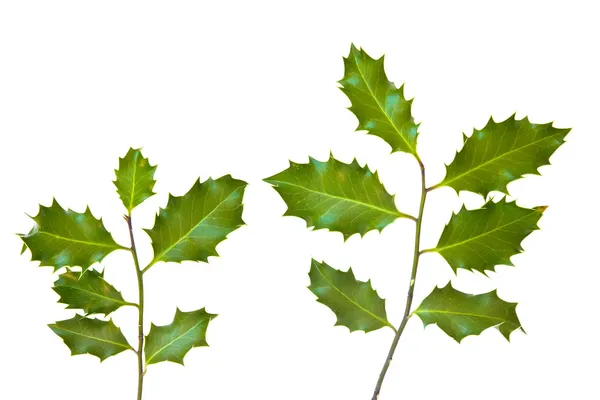 Stechpalme Blätter isoliert auf weißem Hintergrund — Stockfoto