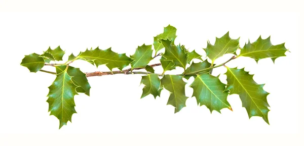 Stechpalme Blätter isoliert auf weißem Hintergrund — Stockfoto