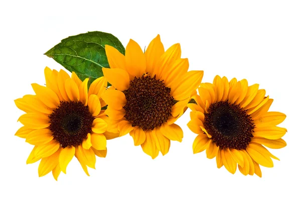 Sunflowers, isolated on a white background. — Stock Photo, Image