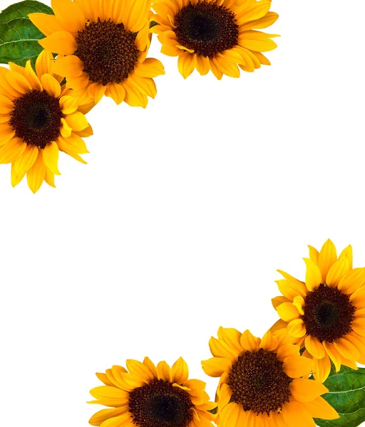 Frame of sunflower — Stock Photo, Image