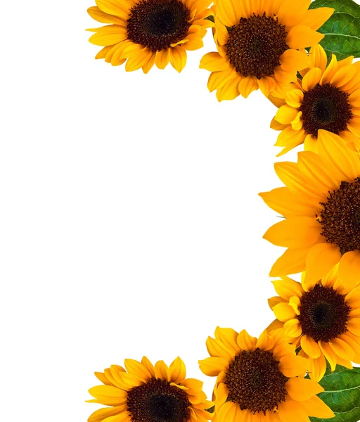Frame of sunflower — Stock Photo, Image