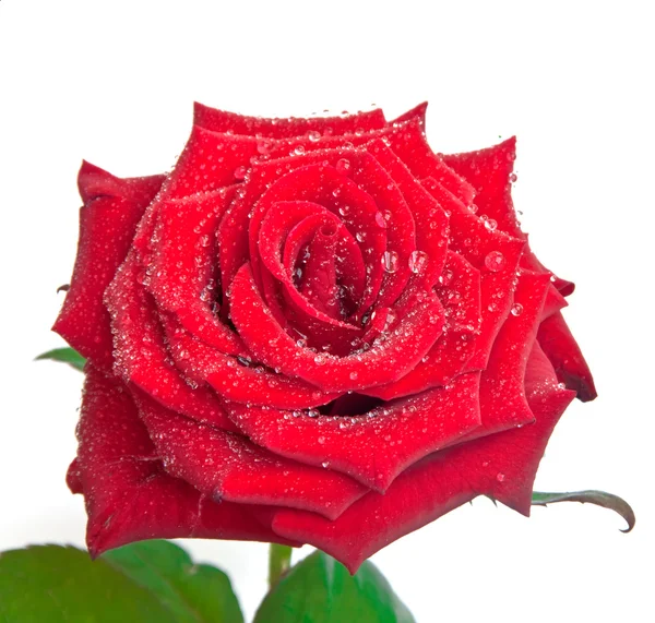 Krople rosy na róży — Zdjęcie stockowe