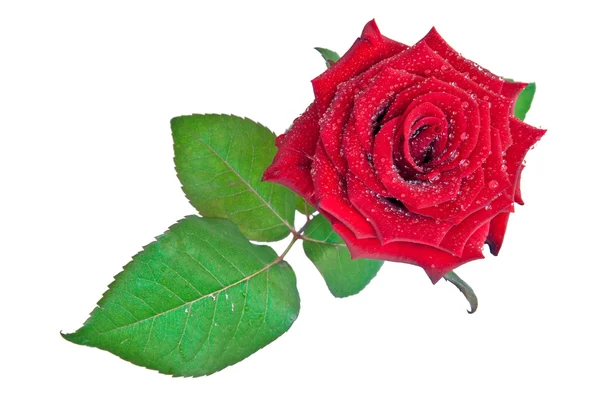 Kapky rosy na růže — Stock fotografie