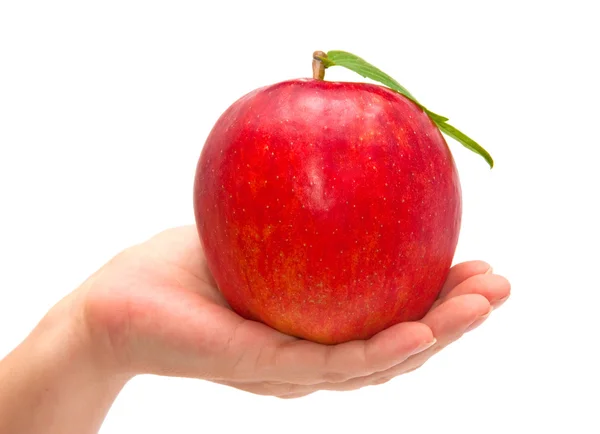 Red apple in the women's hands. — Stock Photo, Image