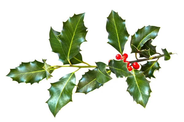 Holly leaves and berries isolated on a white background — Stock Photo, Image