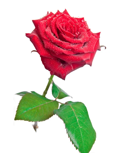 Kapky rosy na růže — Stock fotografie