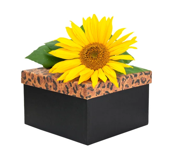 Beyaz bir arka plan üzerinde izole çiçek Ayçiçeği ile hediye kutusu. — Stok fotoğraf