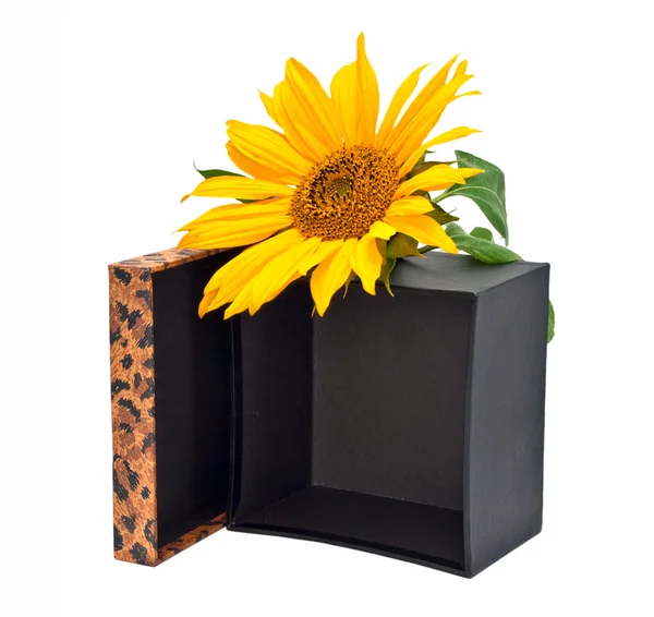 Presentförpackning med blomma solros isolerad på en vit bakgrund. — Stockfoto