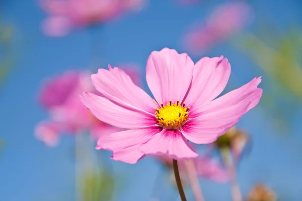 Flor rosa contra el cielo azul . — Foto de Stock
