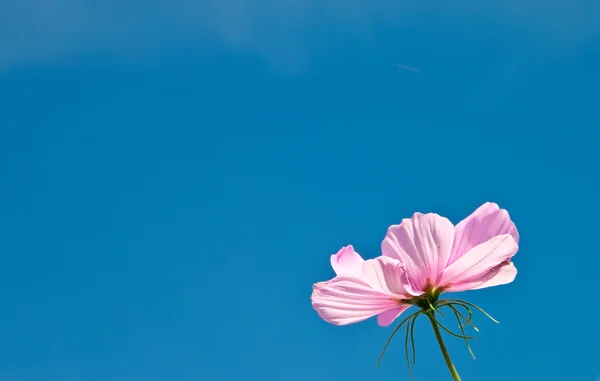 Roze bloem tegen de blauwe hemel. — Stockfoto