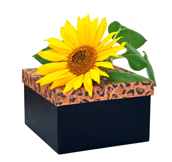 Geschenkbox mit Blume Sonnenblume isoliert auf weißem Hintergrund. — Stockfoto