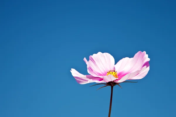 青い空を背景にピンクの花. — ストック写真