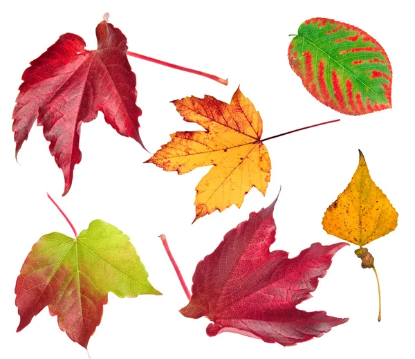Herfst bladeren geïsoleerd op witte achtergrond. — Stockfoto