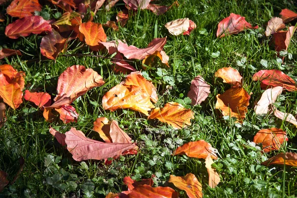 Podzimní listí na zelené trávě v paprsek slunce. — Stock fotografie