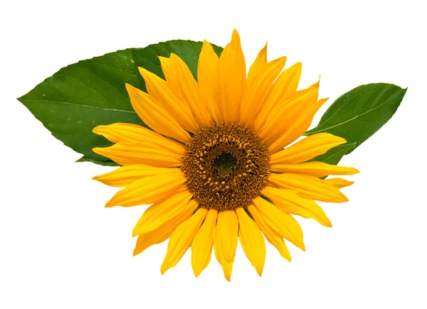 Sunflowers, isolated on a white background. — Stock Photo, Image