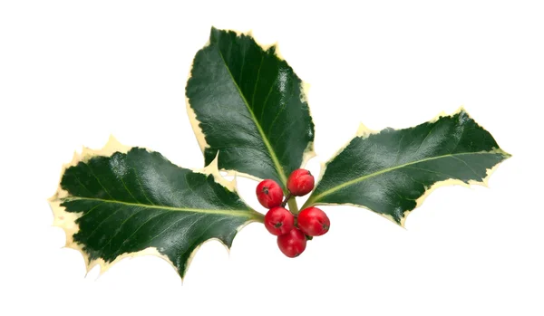 Holly leaves and berries isolated on a white background — Stock Photo, Image