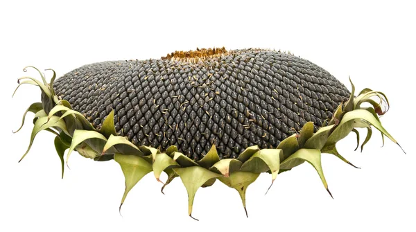 Sunflower seeds isolated on white background. — Stock Photo, Image