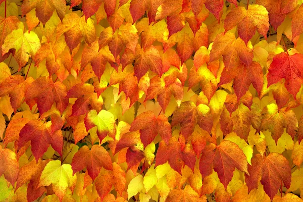 Fondo de hojas de otoño . — Foto de Stock