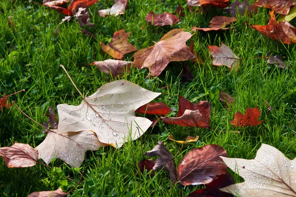 Fondo de hojas de otoño . —  Fotos de Stock