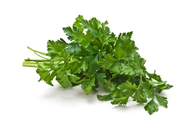 Sprig of parsley Isolated on white background — Stock Photo, Image