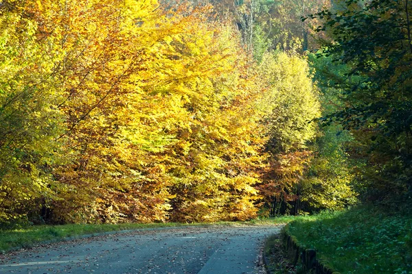 秋の森の道. — ストック写真